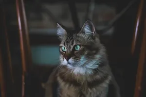 Furry Charcoal Cat Wallpaper