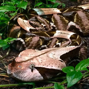 Gaboon Viper Aesthetic Camouflage Snake Wallpaper