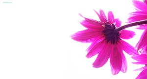 Gambar Pink Daisy Wallpaper