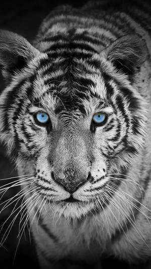Garayscale Harimau With Blue Eyes Wallpaper