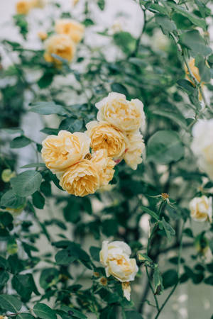 Garden Roses Flower Android Wallpaper