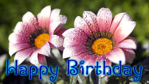 Gazania Rigens Happy Birthday Flowers Wallpaper