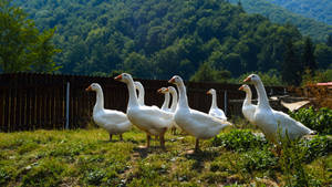 Geese In Farm Wallpaper