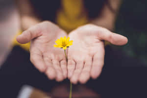 Gentle Hands Holding Flower Wallpaper