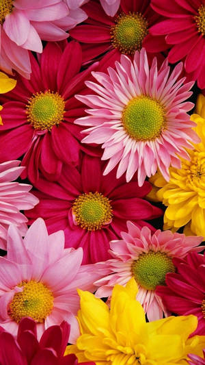 Gerbera Flowers Floral Iphone Wallpaper
