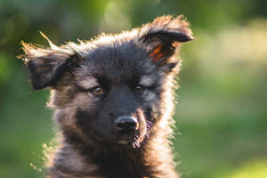 German Shepherd Dog Close-up Cute Wallpaper