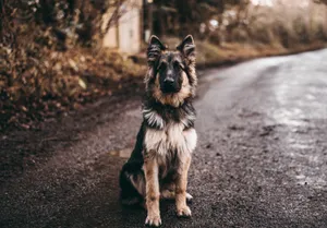 German Shepherd Dog Wallpaper