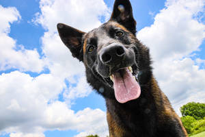 German Shepherd Dog Panting Wallpaper