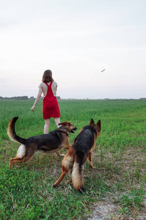 German Shepherd Dog Playing In The Field Wallpaper