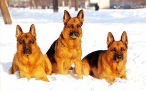 German Shepherd Dogs In Snow Wallpaper