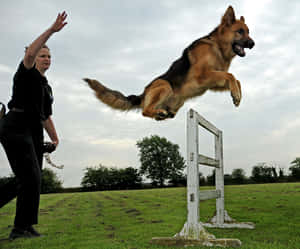 German Shepherd Jumping Obstacle Training Wallpaper