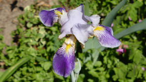 Germanica Iris Flower Wallpaper