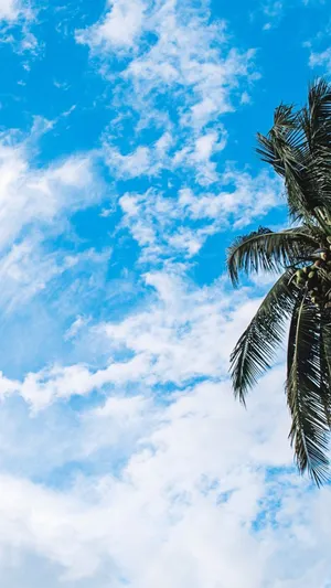 Get Ready For The Beach With A Tropical Iphone Wallpaper