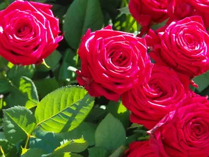 Get The Latest Rose Mobile Phone And Experience Lightning-quick Speed. Wallpaper