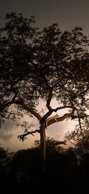 Get The Latest Trendy African Phone Wallpaper