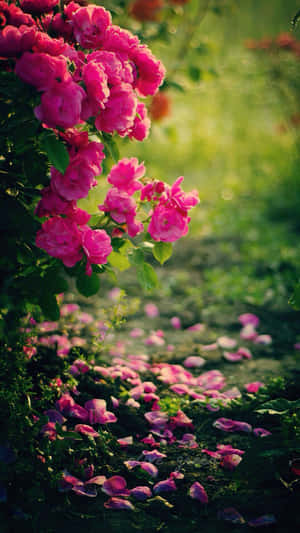 Get The Most Colorful Choice With Rose Mobile Wallpaper