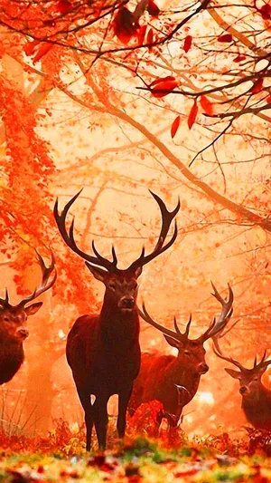 Get The Most Out Of Your Hunt With The Perfect Hunting Phone Wallpaper