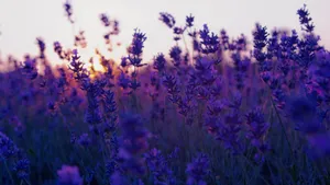 Get The Perfect Laptop Shade For Your Tech Style With This Purple Aesthetic Laptop! Wallpaper