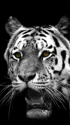 Get The Sleek, Modern Tiger Phone Today! Wallpaper