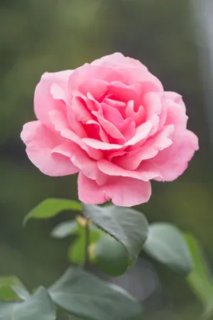 Get The Stylish Look With The Latest Rose Mobile Wallpaper