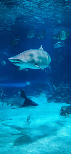 Get The Ultimate Function And Style With Shark Iphone Wallpaper
