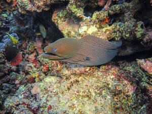 Giant Moray Eel Fish Swimming On Reefs Wallpaper