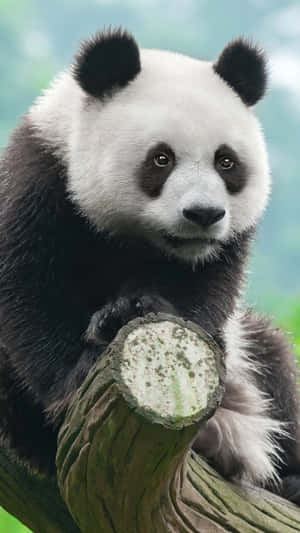 Giant Panda Clinging To Tree Branch Wallpaper