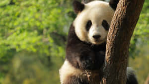 Giant Panda Green Leaves Wallpaper