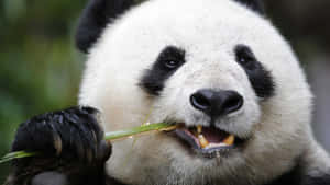 Giant Panda Yellow Teeth Wallpaper