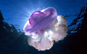 Giant Pink Jellyfish Wallpaper