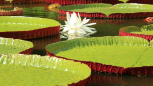 Giant Pods And Water Lily Wallpaper