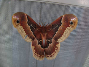 Giant Red Brown Promethea Silkmoth Wallpaper