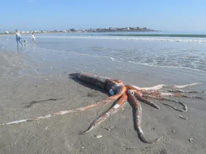 Giant Squid Lying In The Sand Wallpaper