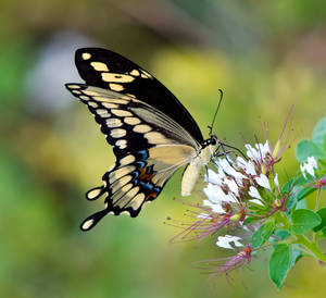 Giant Swallowtail Butterfly On Flower Wallpaper