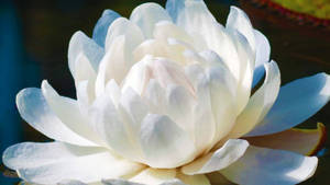 Giant Victoria Water Lily Wallpaper