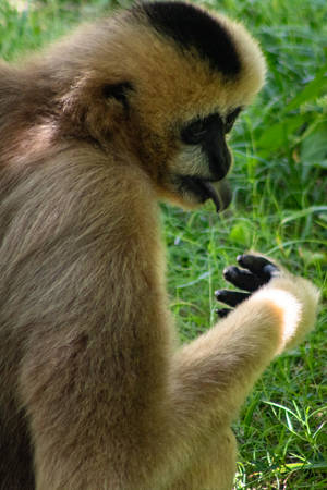 Gibbon And Sunlight Wallpaper