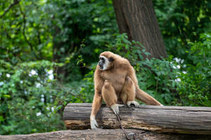 Gibbon On A Log Wallpaper