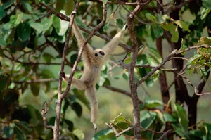 Gibbon Swinging On Branches Wallpaper