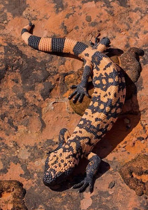 Gila Monster Black And Yellow Crawling On Dirt Wallpaper