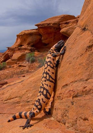 Gila Monster Climbing On Rock Formation Wallpaper