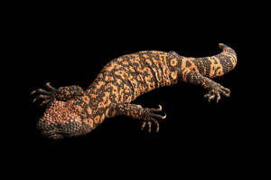 Gila Monster On Black Aesthetic Wallpaper