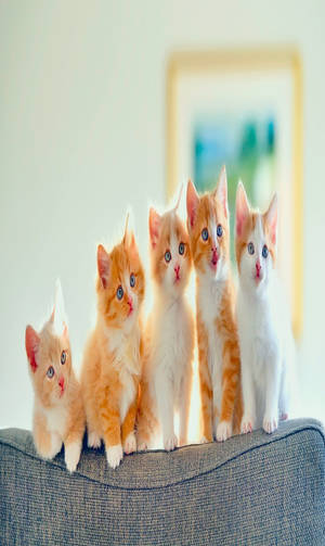 Ginger Cats Full Hd Phone Wallpaper