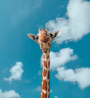 Giraffe Animal Cute Things Wallpaper