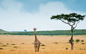 Giraffe Beside An Acacia Tree Wallpaper