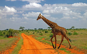 Giraffe In Africa 4k Wallpaper