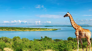 Giraffe On Top Of Land Mass Wallpaper