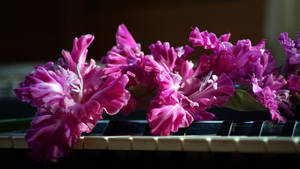 Gladiolus Flower On A Piano Wallpaper