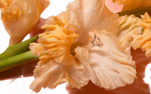 Gladiolus Flowers In Orange Wallpaper