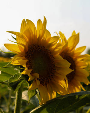 Glamorous Sunflower Aesthetic Floret Wallpaper