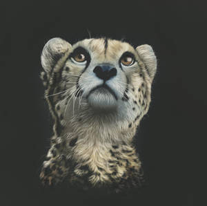 Glancing Cheetah Digital Art Wallpaper